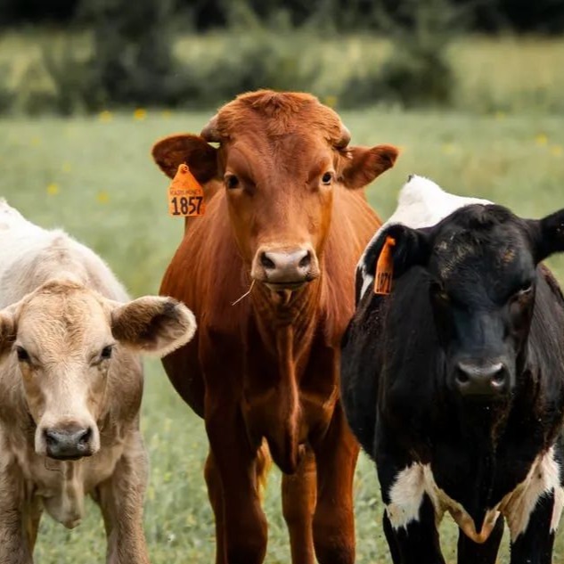 牛食欲差，不想吃东西，加点儿这个就行？