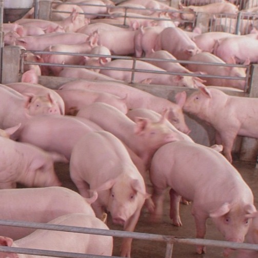 别让&ldquo;肠道杀手&rdquo;拖慢猪群生长！猪增生性回肠炎精准防控方案