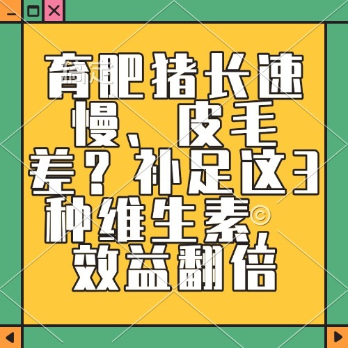 育肥猪长速慢、皮毛差？补足这3种维生素，效益翻倍
