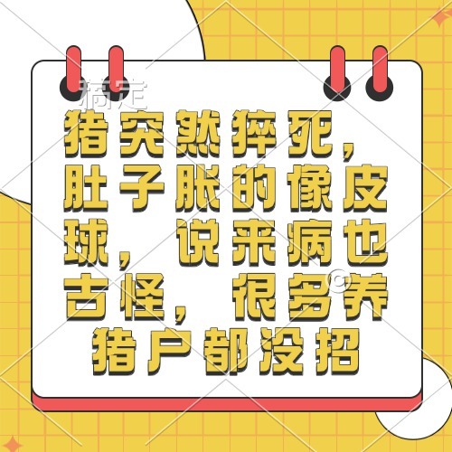 猪突然猝死，肚子胀的像皮球，说来病也古怪，很多养猪户都没招
