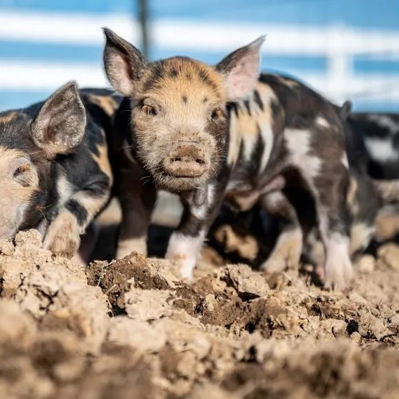 养猪巨头接连爆雷？一边补税被罚4000万，一边被疑&ldquo;虚增亏损&rdquo;！行业出路何在？