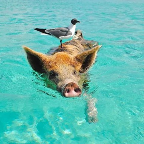 仔猪单周再跌50元！有集团场200元卖3万头，产能去化大幕有望正式开启