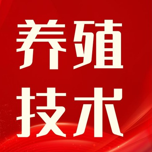 为什么保育料比教槽料还重要？