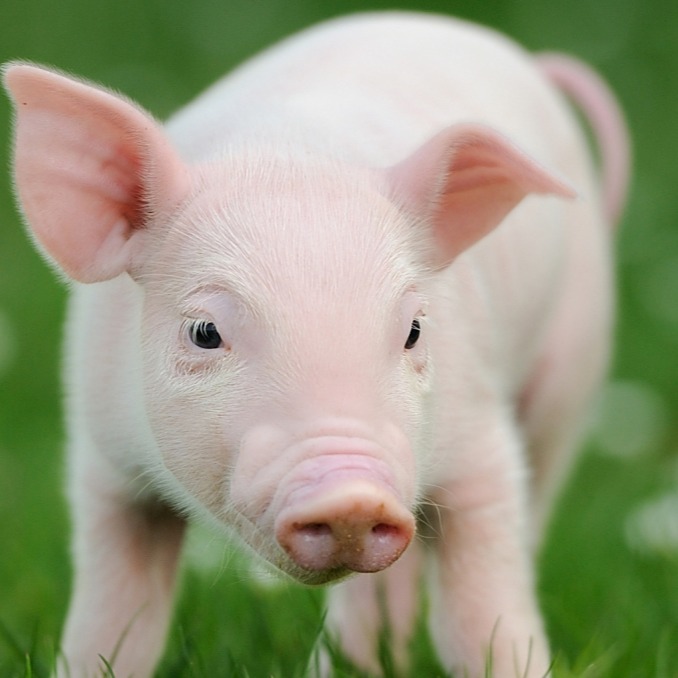 降低料肉比的方法