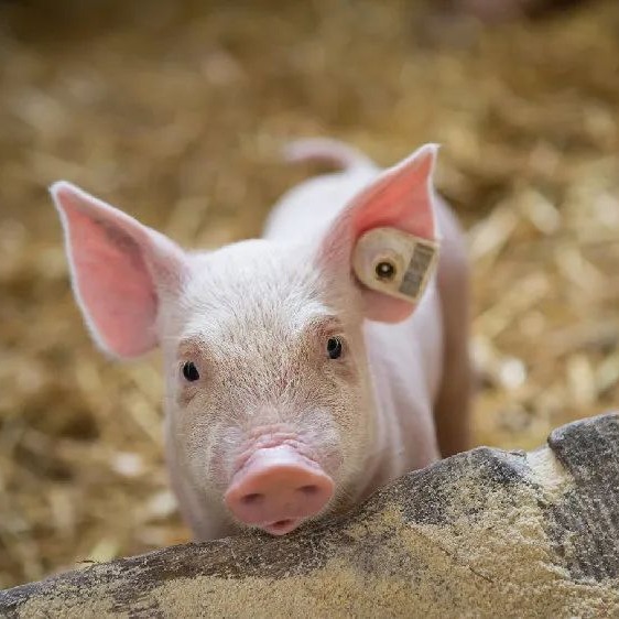 明日猪价 | 2026.3.27日~全国各地最新猪价（猪价已更新！）