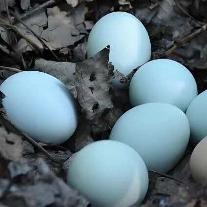 养殖创业：能降低成本，提升10%产蛋量的功能蛋养殖，农村有得天独厚的优势