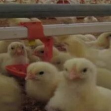 防止鹌鹑应激是养殖成功的关键