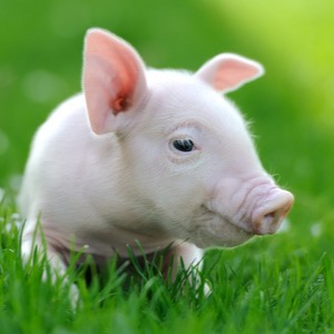 养猪新手必须要知道的春季养猪6要点