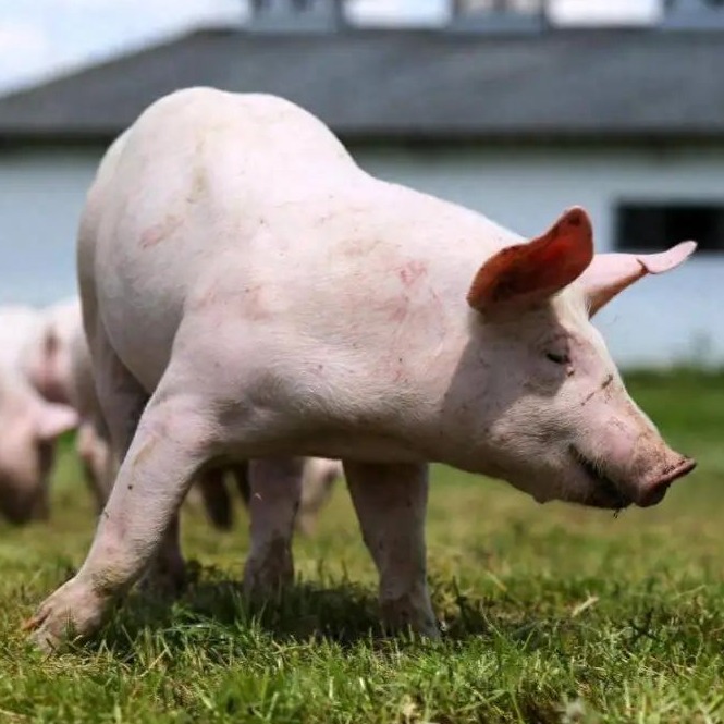 【每日养猪技术快线】警惕猪场&ldquo;隐形杀手&rdquo;&mdash;&mdash;霉菌毒素！