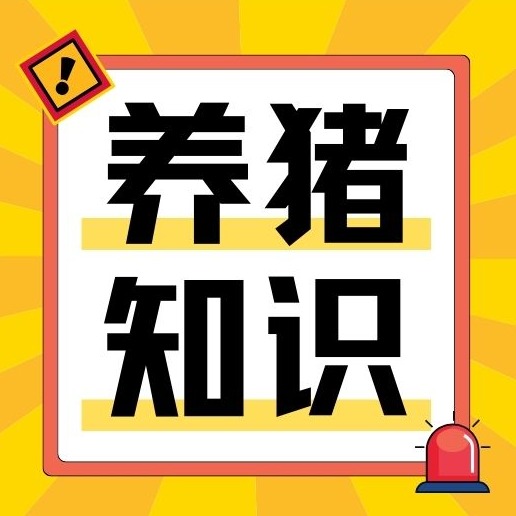 别把猪喘气不当回事！这五种寄生虫可能是元凶