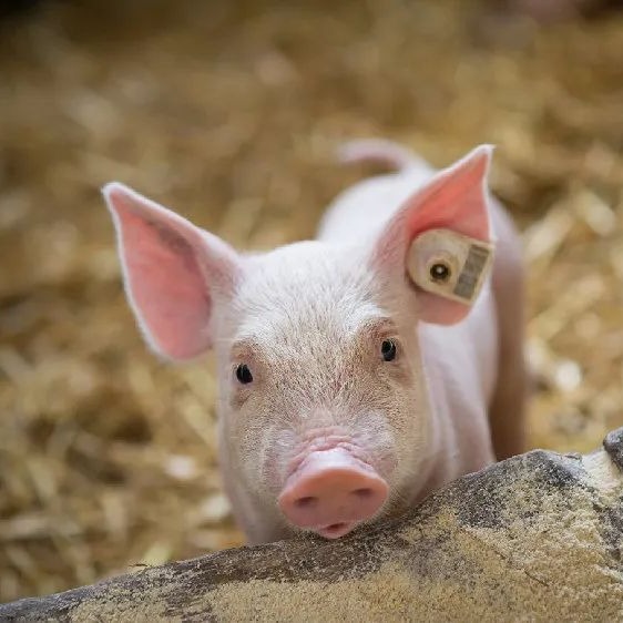 明日猪价 | 2026.3.28日~全国各地最新猪价（猪价已更新！）