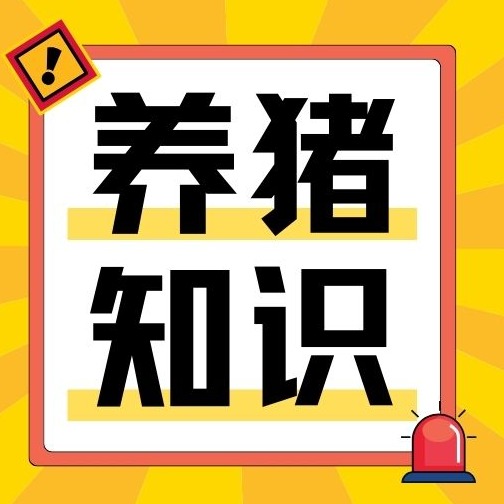 高产母猪无效仔形成机制：五大阶段深度解析