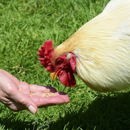 蛋价预警：清明&ldquo;小阳春&rdquo;后，4月恐迎回调潮！ 