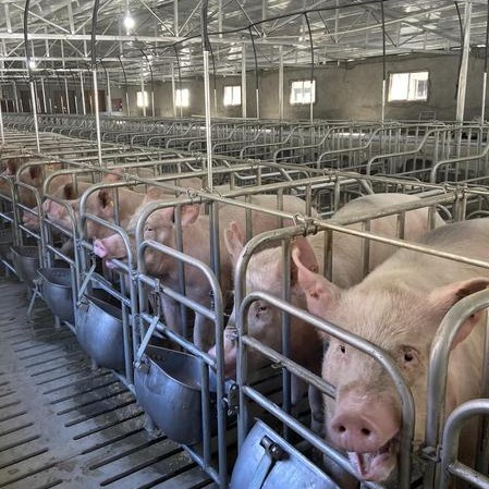 春季回肠炎对猪群的影响及综合防控