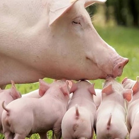 春季母猪突发胀肚的原因剖析