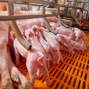 论猪场生产管理之初乳采集与灌服