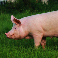 母猪便秘临床诊断思路与解决办法