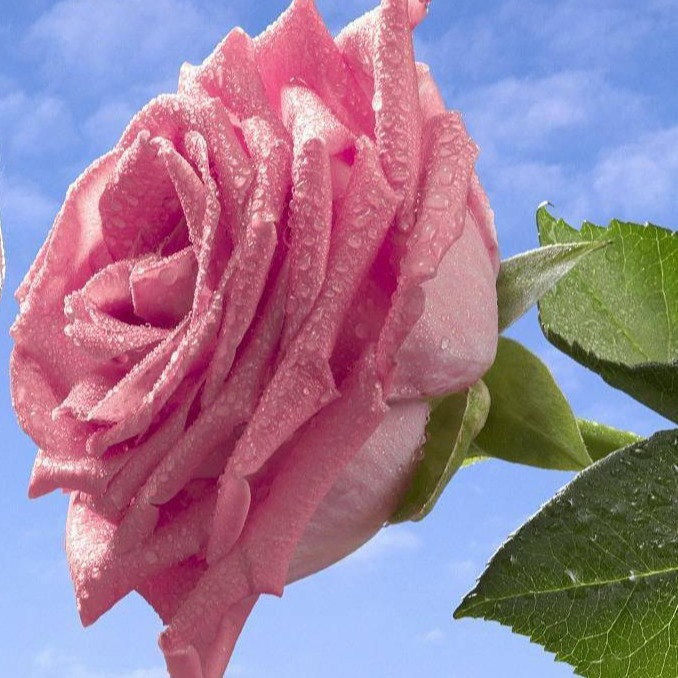 批次化生产中不当操作对情期受胎率的影响及防控对策