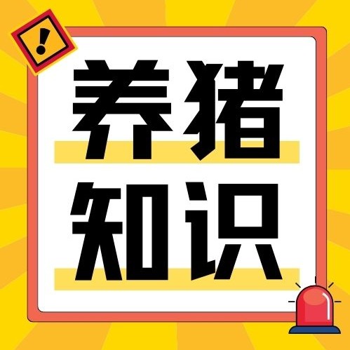 如何提高母猪的产仔率？关键的技术路径与具体措施来了
