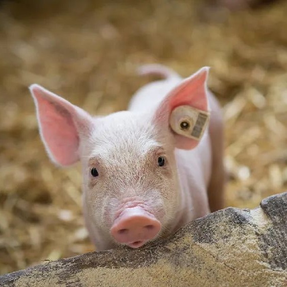 【猪价日报】2026年3月31日 止跌回升！均价10.11元 13省上涨