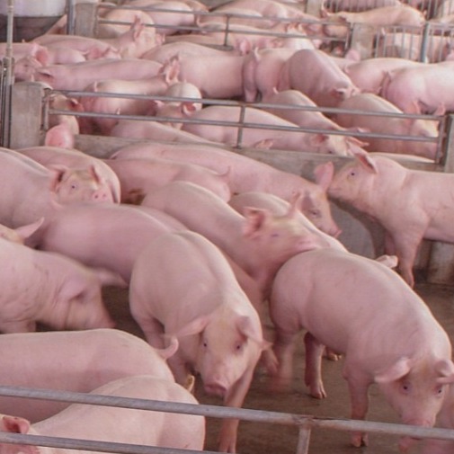 不要小看了乳仔猪缺铁性贫血！防治方法在这里&hellip;&hellip;
