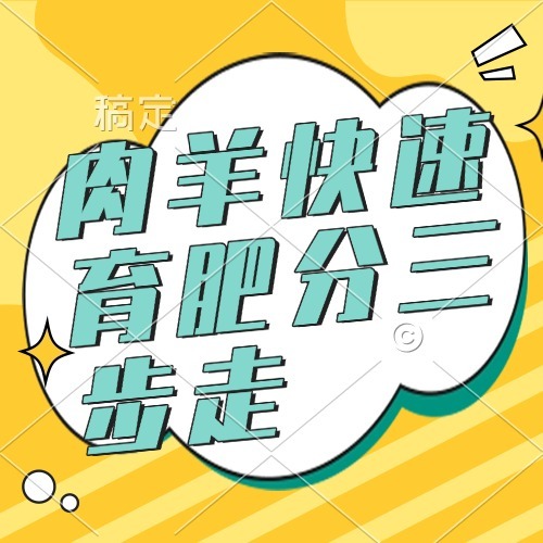 肉羊快速育肥分三步走