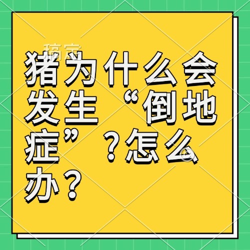 猪为什么会发生&ldquo;倒地症&rdquo;?怎么办？