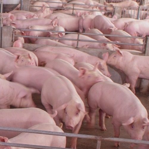 这5种母猪最易发生子宫炎引起淘汰，你还不注意？