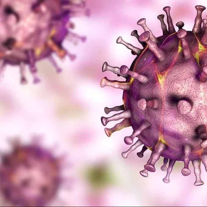 猪皮肤发红发紫是猪瘟、链球菌、丹毒还是附红体？