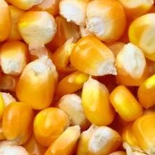 10日：大豆期货收高，受豆粕和豆油价格上涨支撑