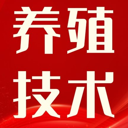 母猪临产前不吃料，这些危害正在悄悄靠近你的猪场