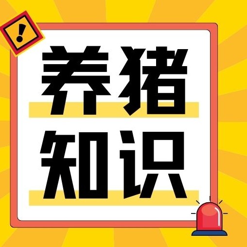 母猪分娩率怎么稳到95%？