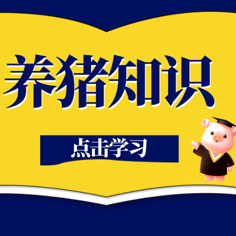母猪泪斑形成的原因和解决方法
