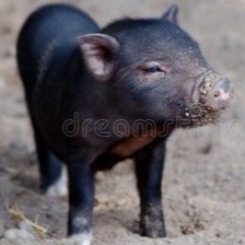 养猪人看过来！猪群免疫能力下降的原因和措施