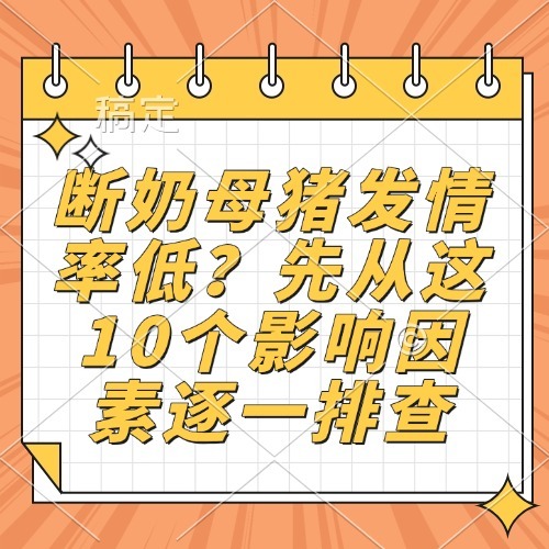 断奶母猪发情率低？先从这10个影响因素逐一排查