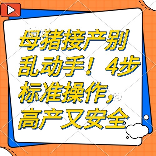 母猪接产别乱动手！4步标准操作，高产又安全