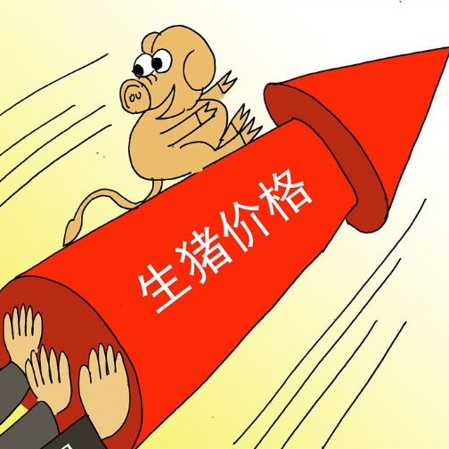 节日气氛支撑转强，生猪市场有&ldquo;翘尾&rdquo;的机会！