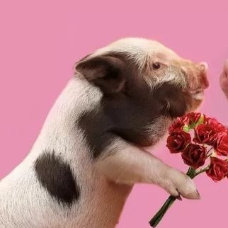 猪神经症状鉴别：三步快速区分链球菌脑炎与伪狂犬病