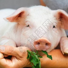 速看！猪价拐点已来！2026养猪业迎回暖新周期，四大关键因素支撑上行！