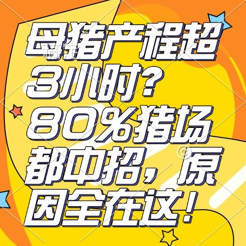 母猪产程超3小时？80%猪场都中招，原因全在这！