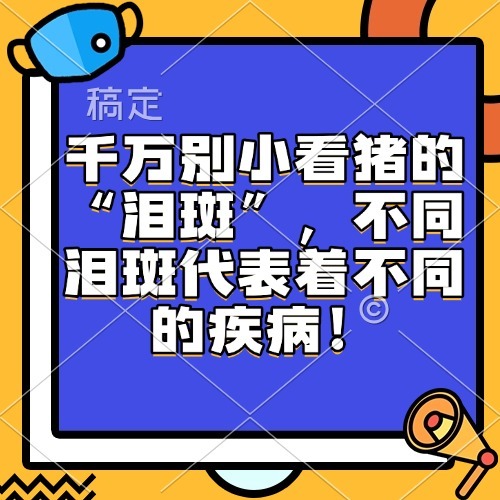 千万别小看猪的&ldquo;泪斑&rdquo;，不同泪斑代表着不同的疾病！