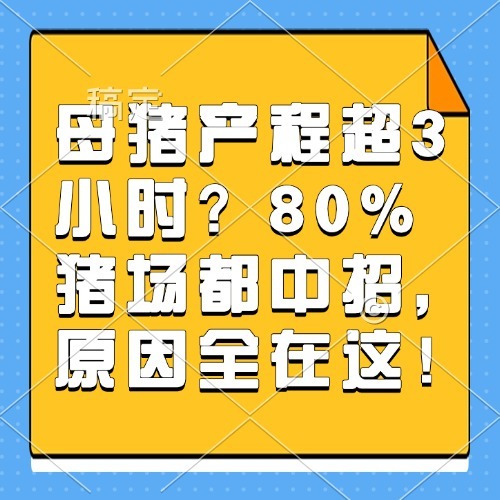 母猪产程超3小时？80%猪场都中招，原因全在这！