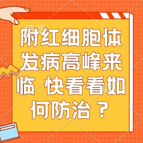 附红细胞体发病高峰来临 快看看如何防治？