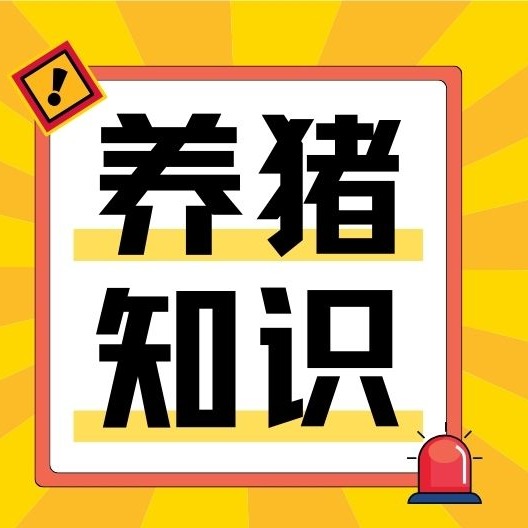 不依赖药物！全方位提升猪群免疫力，养殖户必藏实用攻略
