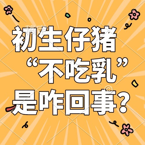 初生仔猪&ldquo;不吃乳&rdquo;是咋回事？