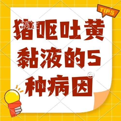 猪呕吐黄黏液的5种病因
