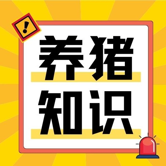 怎么判断母猪配种成功？6 种实用验孕技巧，养殖户必看