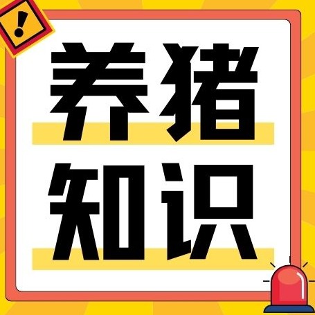 为什么非瘟更容易侵害母猪？