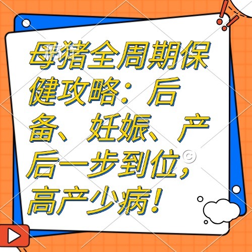 母猪全周期保健攻略：后备、妊娠、产后一步到位，高产少病！