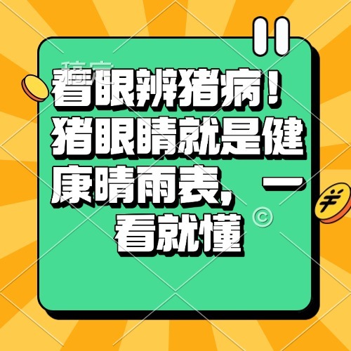 看眼辨猪病！猪眼睛就是健康晴雨表，一看就懂